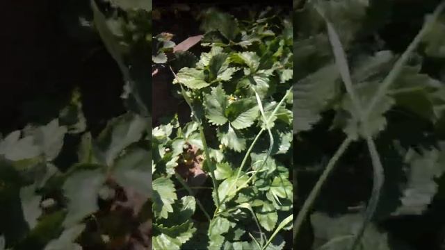 Клубничная плантация / сборы клубники крупноплодной // саженцы клубники