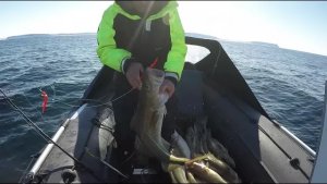 Весенний лов трески на Северном Кильдине / Spring cod fishing in the North Kil'din