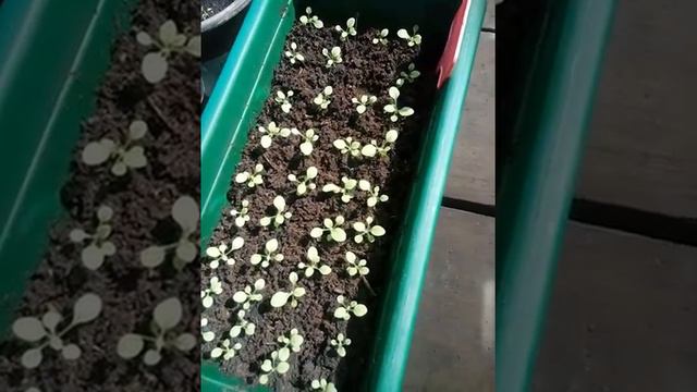 табак.рассада после пикировки смотреть онлайн