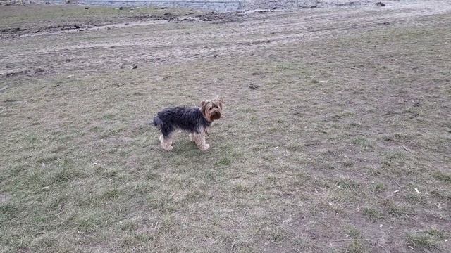 Мой йоркширский терьер смотреть онлайн