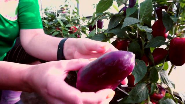 Новинки Перцев на 2024 год от Агрофирмы "Сибирский сад". смотреть онлайн