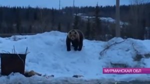 Недалеко от города Апатиты, в районе предприятия АНОФ-3 застрелен медведь.