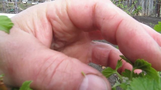 Обзор куста черной смородины. смотреть онлайн