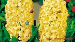 Гиацинт садовый Сити ов Харлем (hyacinthus) ? обзор: как сажать, луковицы гиацинты Сити ов Харлем