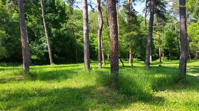 3 hours Spring Forest Sounds and Birdsong for Deep Sleep or Relaxing_001 смотреть онлайн