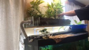 Фитофильтр. Исправление ошибок. Часть №3 растения + запуск воды.