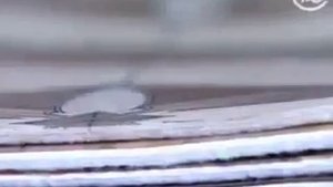 Таркетт линолеум