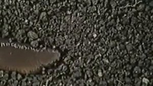 Движение дождевого червя