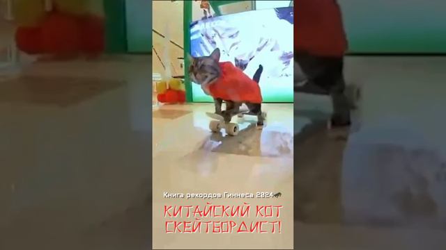 Китайский кот "Пельмень" в книге рекордов Гиннеса!