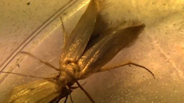 Откуда Зерновая Моль на Кукурузе? Это Sitotroga cerearella, Gelechiidae. смотреть онлайн