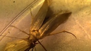 Откуда Зерновая Моль на Кукурузе? Это Sitotroga cerearella, Gelechiidae.