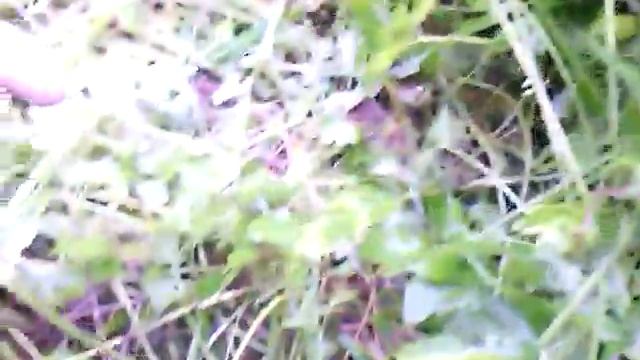 Красная смородина кусты уход и выращивание.ягоды  смородины содержат витамин С