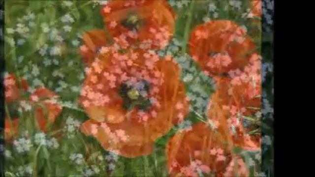 Полевые цветы смотреть онлайн