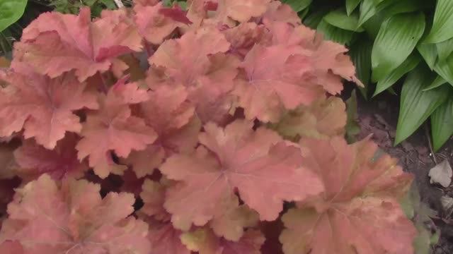 Что зацвело в апреле..mp4 смотреть онлайн