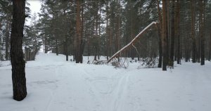 Зимний лес Белоомута