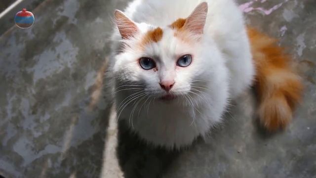 VANA KATU Ванская кошка ՎԱՆԱ ԿԱՏՈՒ