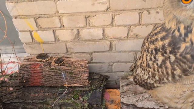 Сова ждёт, когда появится кнопка и подключат стрим смотреть онлайн