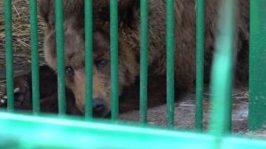 РЕАБИЛИТАЦИОННЫЙ ЦЕНТР  ДЛЯ МЕДВЕДЕЙ . СИНЕВИР. ЗАКАРПАТЬЕ.