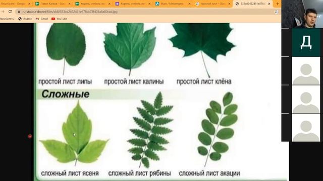 Корень, стебель, лист смотреть онлайн