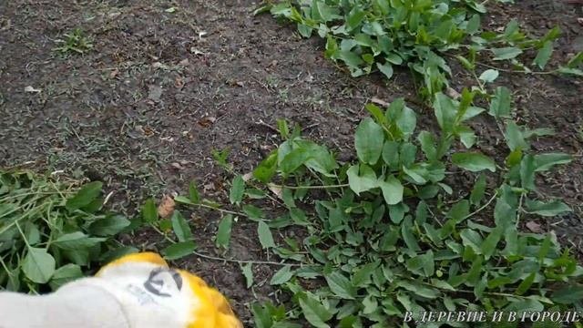 О прополке, о спарже и моём отношении к гербицидам и удобрениям.