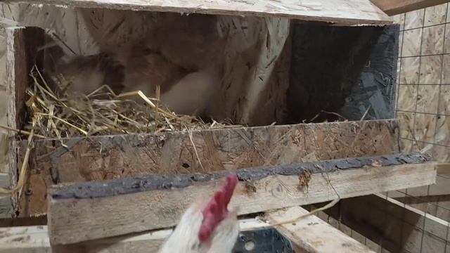 Фавероль Лосось смотреть онлайн