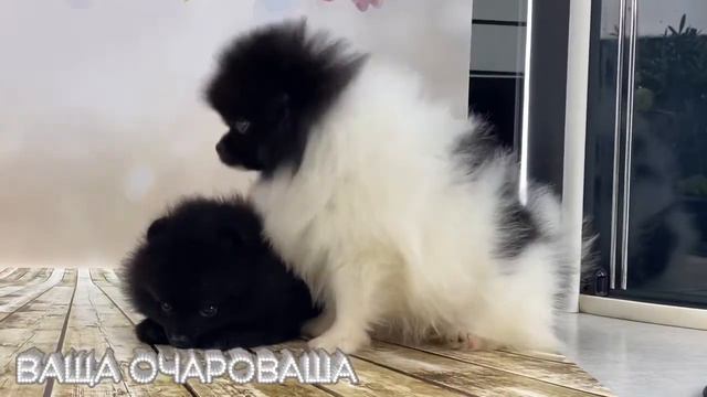 Шпицы