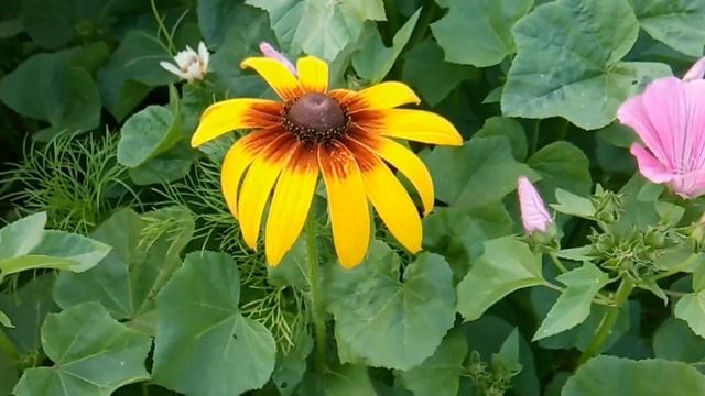 САД в Желтых ТОНАХ смотреть онлайн