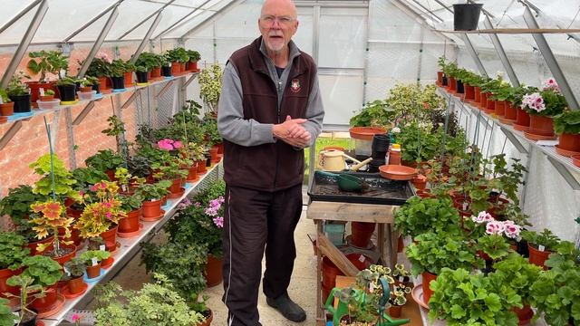 Mid May - Taking Bi-colour Zonal Cuttings, A look at Standards and Exhibition Pelargoniums смотреть онлайн