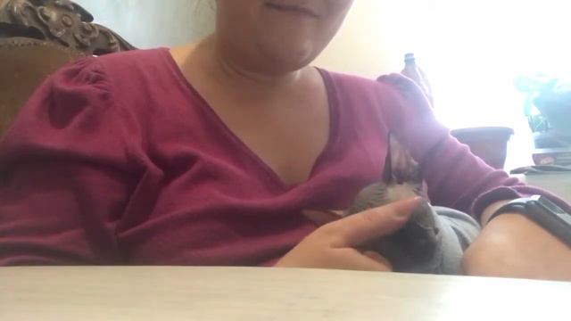 Сфинксы любят спать на ручках , кофточки для сфинксов , сфинкс мешает мне шить