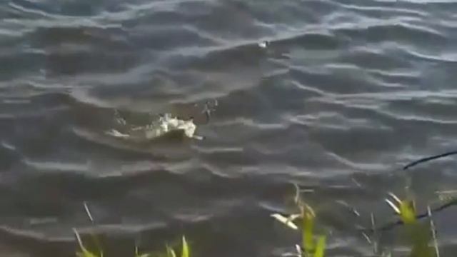 Как сделать уловистую блесну.Как найти уловистое место на реке.Как сделать уловистую прикормку.