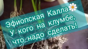 ?Осенняя пересадка Эфиопской каллы с клумбы по горшкам?