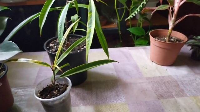 Indoor flowers/Комнатные цветы/19 февраля смотреть онлайн