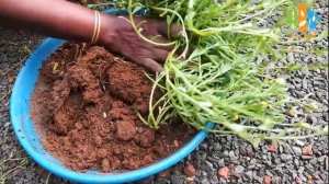 How to Replant and Care Table Rose / Portulaca ( പത്തുമണി ) Plant in Malayalam | HomeNotes