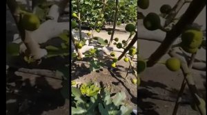 Инжир обрезка листьев для ускорения созревания