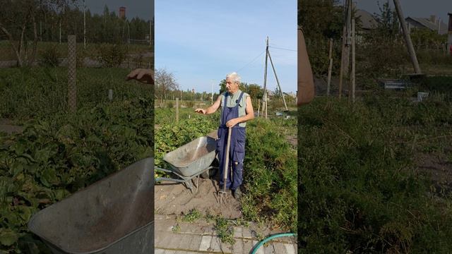 2 сентября - пора убирать МОРКОВЬ....