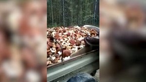 Прицеп белых грибов!