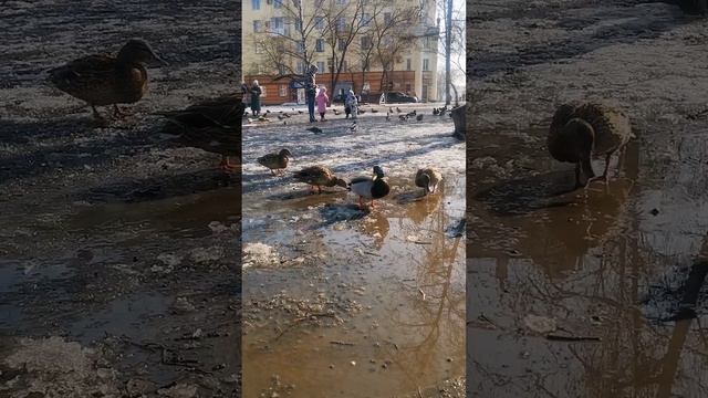 Кормим #уточек #весна #весна2023 #скоролето #отдых #мамавдекрете