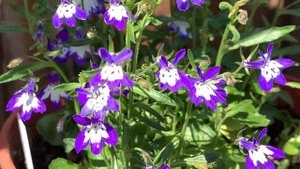 Как бороться с хлорозом на растениях, средства от хлороза своими руками