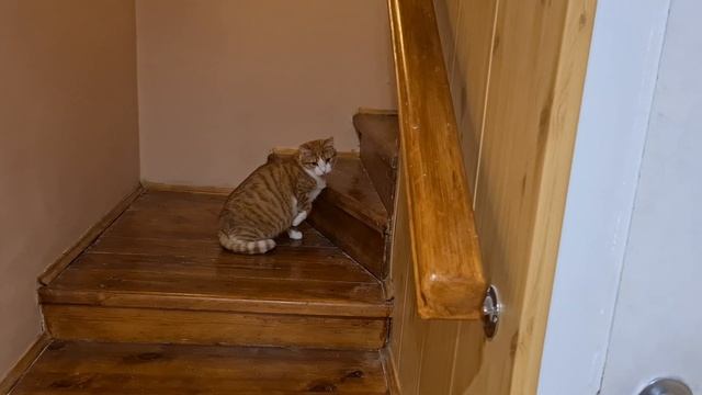 Рыжик и Маша смотреть онлайн