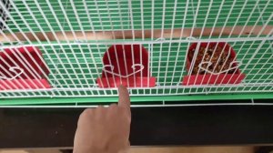 Купили попугая породы Корелла.