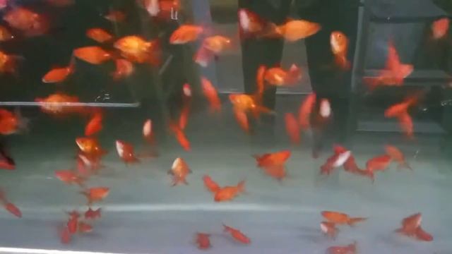 Красные риукины смотреть онлайн