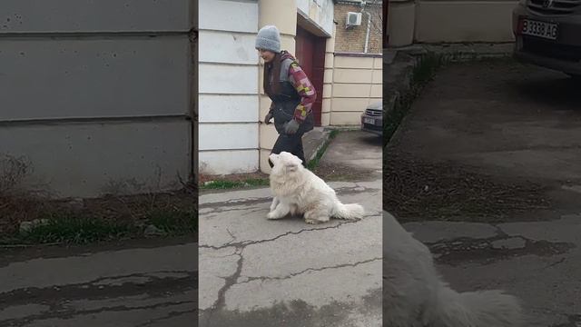 Дрессировка Самоедской Лайки(Самоед).Ария(возраст 10мес). 06.03.22г.бытовой курс послушания(2 мес.)