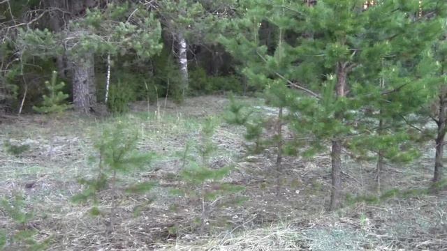 Весенние голоса на Вятке.Русская гончая Потешай вл. Матюшин дип. II ст. смотреть онлайн