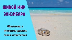 ЖИВОЙ МИР ЗАНЗИБАРА. Обитатели, с которыми удалось встретиться лично:)