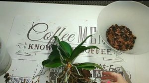 ОРХИДЕЯ ГНИЁТ от основания / ЖЕЛТЫЕ ЛИСТЬЯ у ОРХИДЕИ / Гниет орхидея, как спасти?