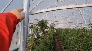 Карака блек в теплице. Как формировать ежевику для 100% плодоношения.