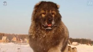 5 Лучших собак для охраны частного дома