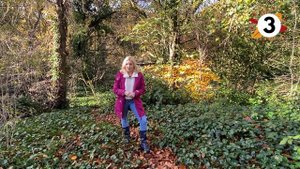5 FUN FACTS ABOUT AUTUMN  - IVY TV KIDS #autumn #kids #factsforkids
