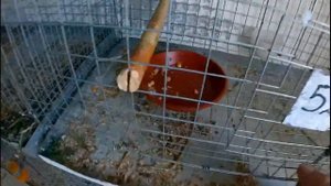 замочка для попугаев и других птиц
