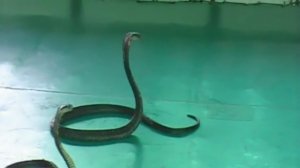 Тайское шоу змей